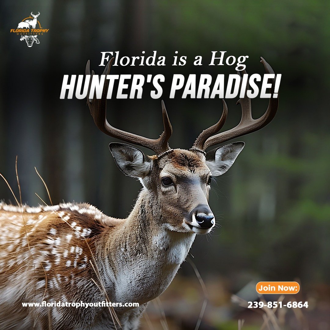 Why Florida is the Best Destination for Wild Hog Hunting