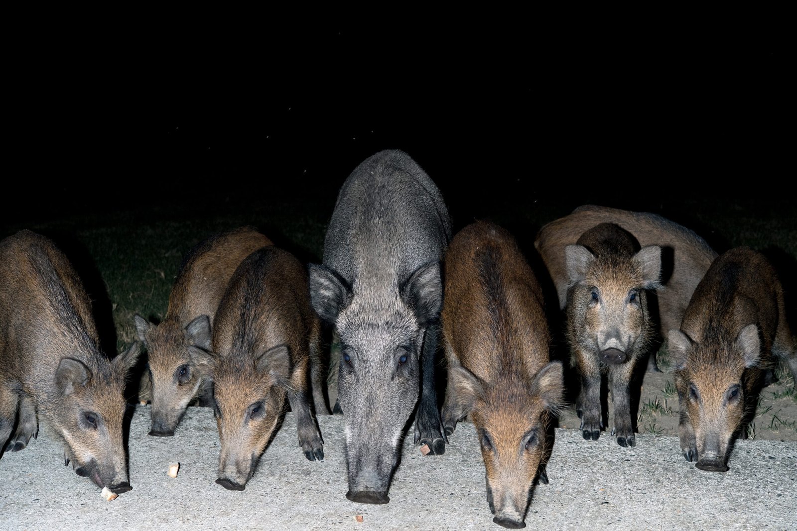 Wild Hog Hunting in Florida: Strategies for a Successful Hunt