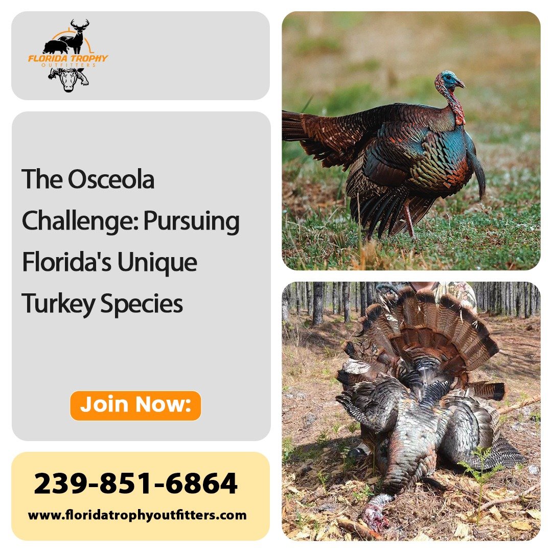 The Osceola Challenge: Pursuing Florida’s Unique Turkey Species